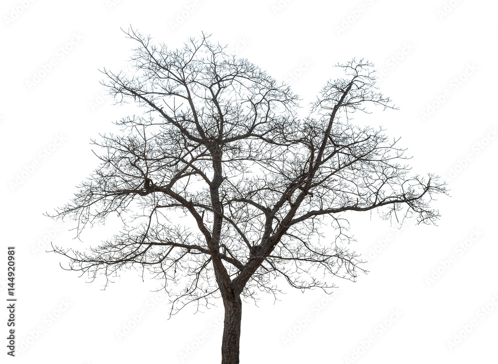 Dry tree on a white background Dry tree on a white background
