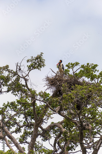 Saddlebill Stork on top of a tree  Tanzania  Africa. photo