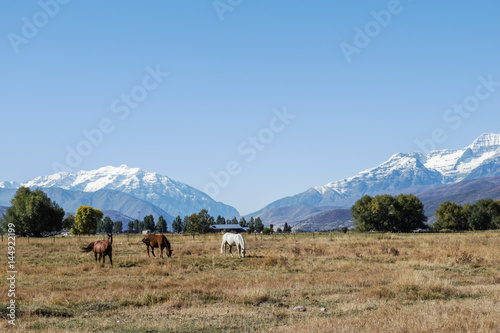 Horses near Park City, Utah