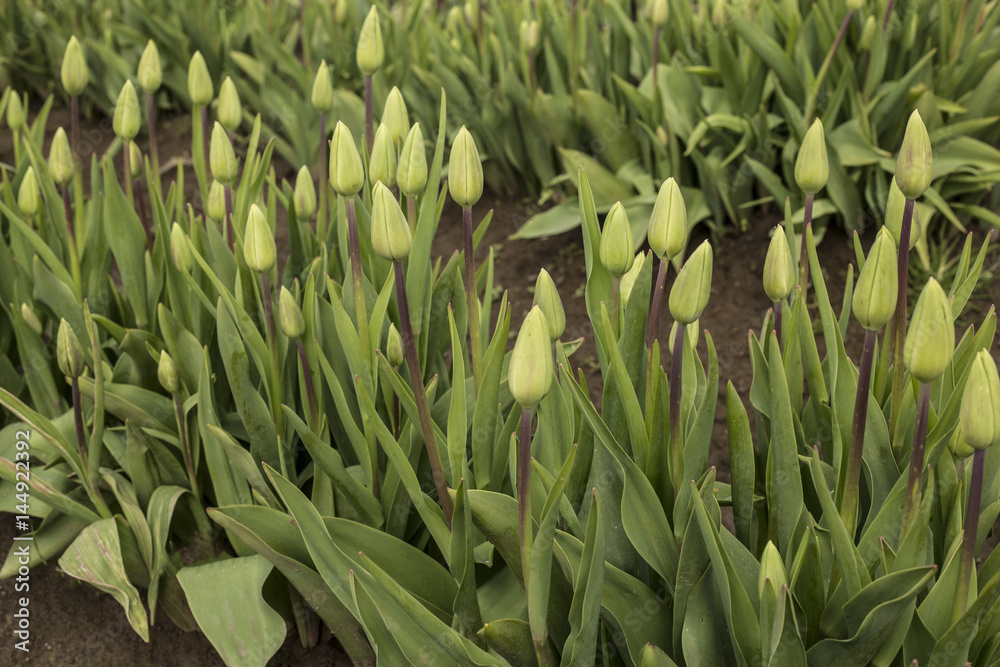 Obraz premium Close Up Rows of Closed Bud Tulips Green Stems/Leaves, Rich Ground, No Sky, No People, Daytime - Wooden Shoe Tulip Farm, Oregon (HDR Image)