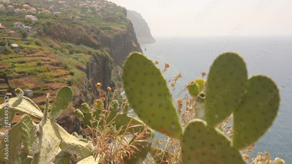 video clip, cactus with panoramic view on Madeira, Portugal