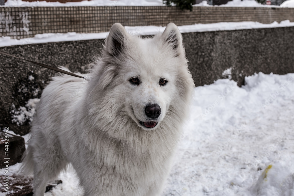 Obraz premium Samoyed playing in snow