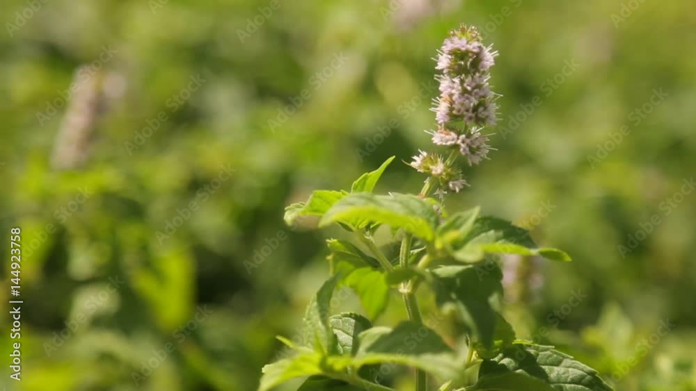 Peppermint Herbage in a vegetable patch