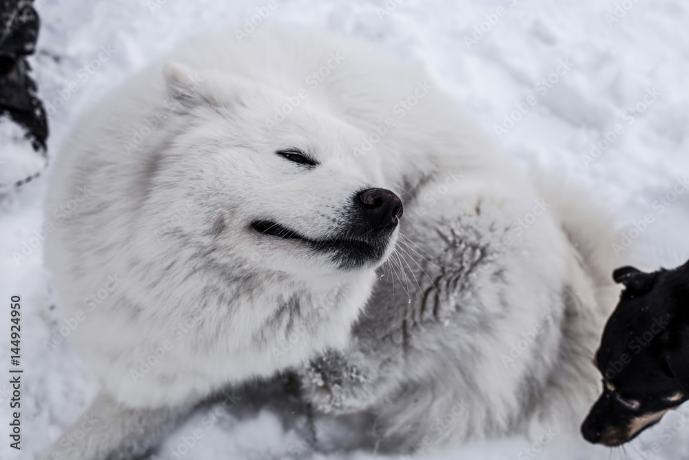 Fototapeta premium Samoyed playing in snow