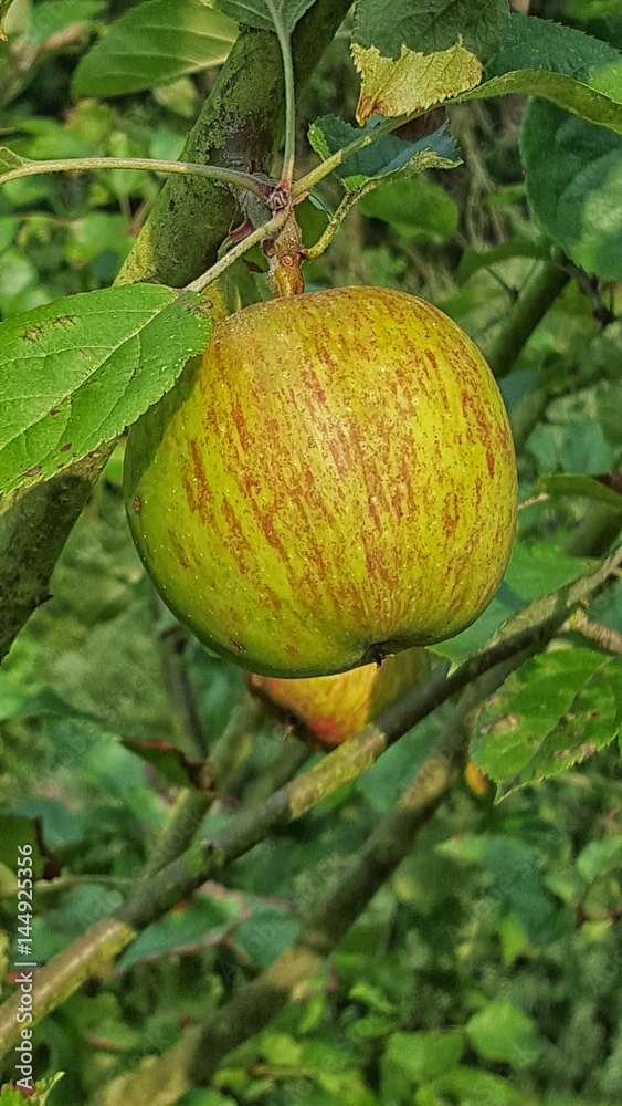 Apfel Cox Orange hochformat