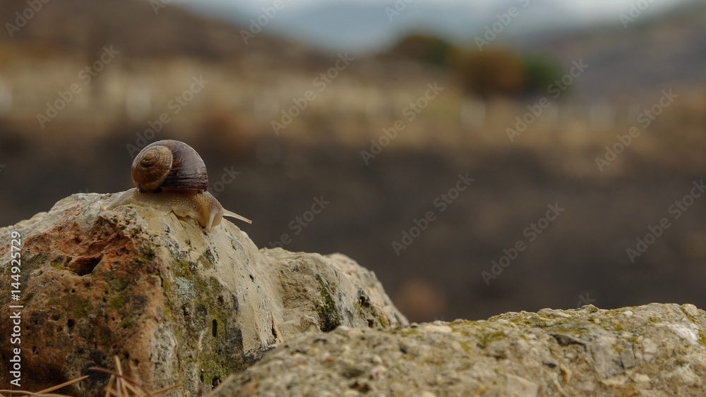 Snail on the post beside road, The concept of fast to slow