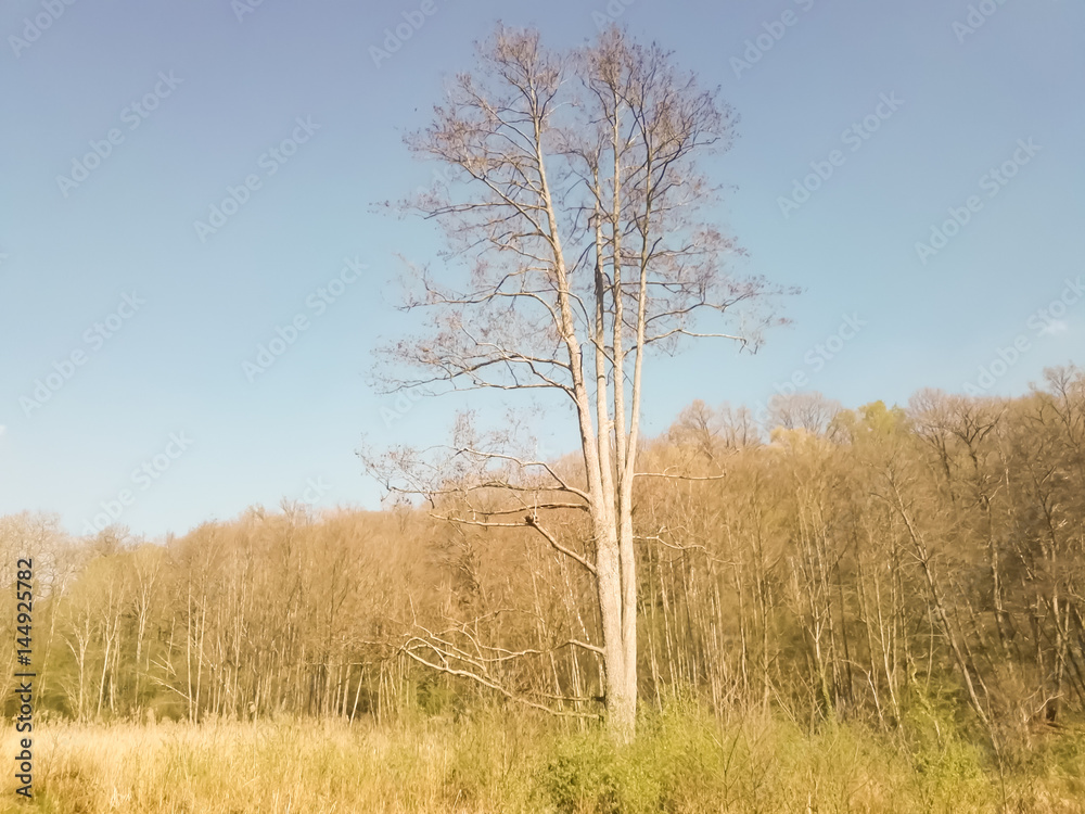 arbre arbre