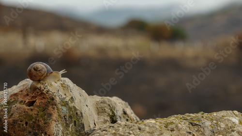 Snail on the post beside road, The concept of fast to slow