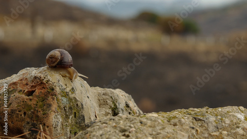 Snail on the post beside road, The concept of fast to slow