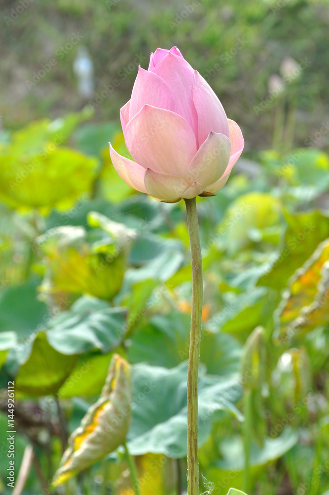 Pink lotus