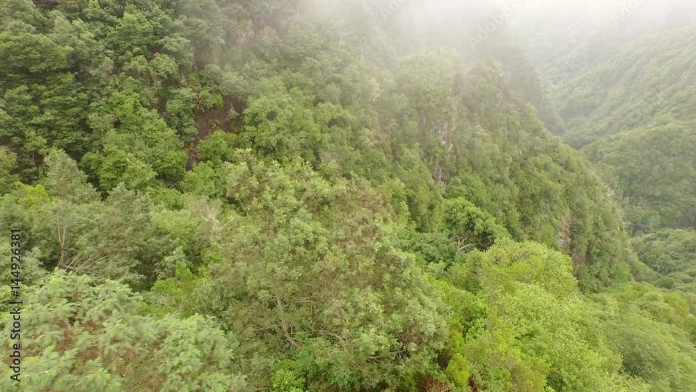 Aerial of a rainforest on Madeira. View over the mountains with trees. Madeira, Portugal Aerial of a rainforest on Madeira. View over the mountains with trees. Madeira, Portugal