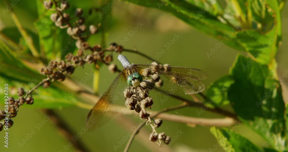 Dragon Fly at Chatfield Hollow State Park in summer time. Dragon Fly at Chatfield Hollow State Park in summer time.