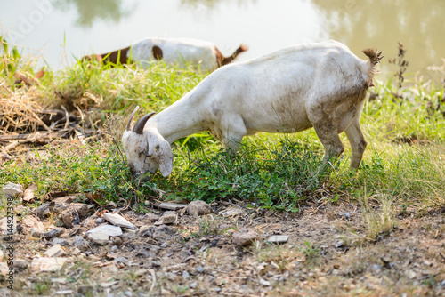 Goats eating grass