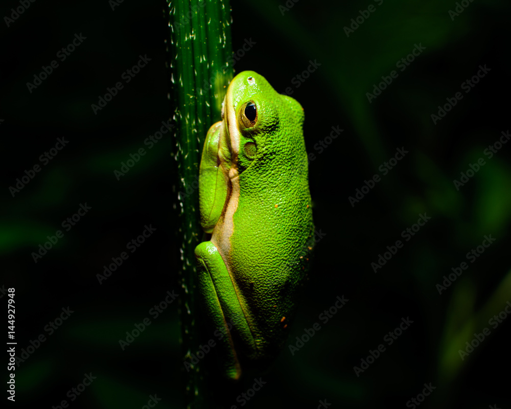 Naklejka premium Little Green Tree frog in a dark forest (Landscape)
