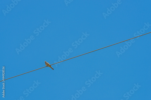 The bird perched on a cable line on sky background.