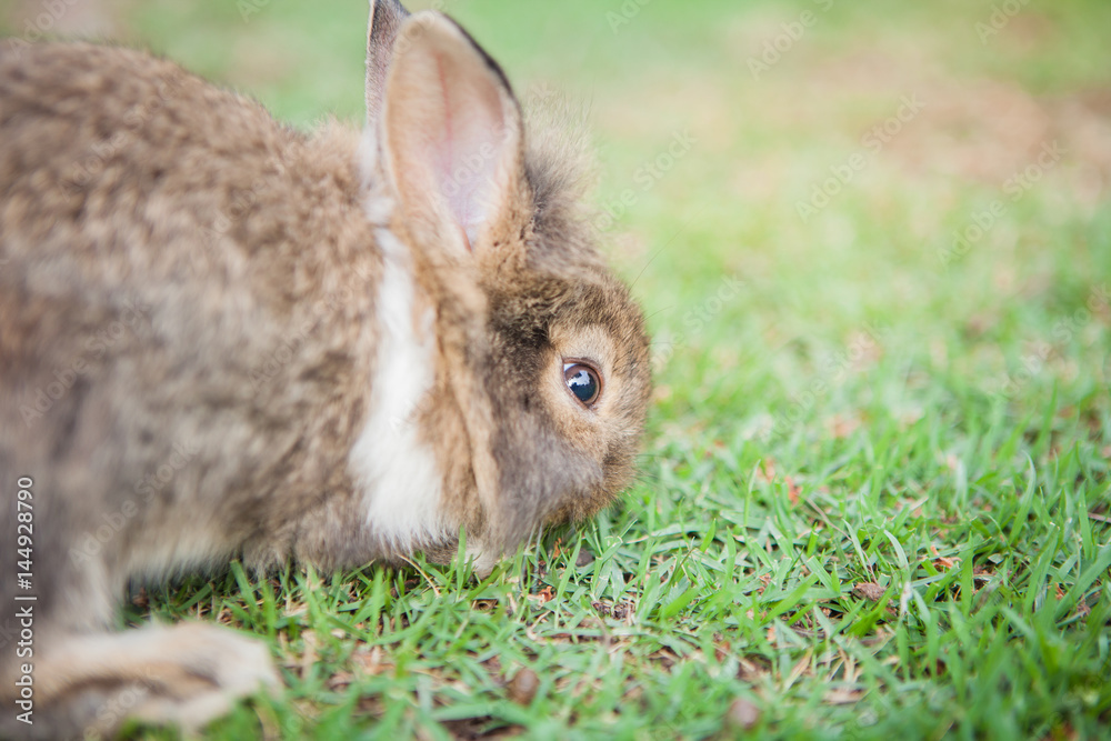 Funny baby rabbits in grass. Funny baby rabbits in grass.