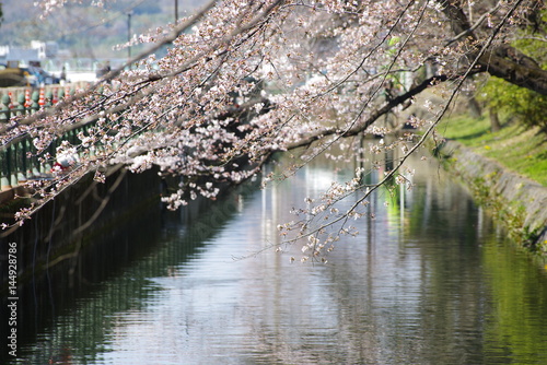 River  cherry blossom 