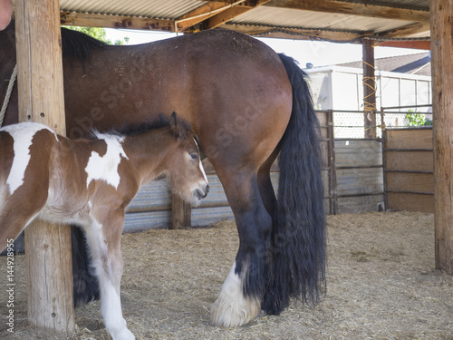 Gypsy Horse Mare and Foal