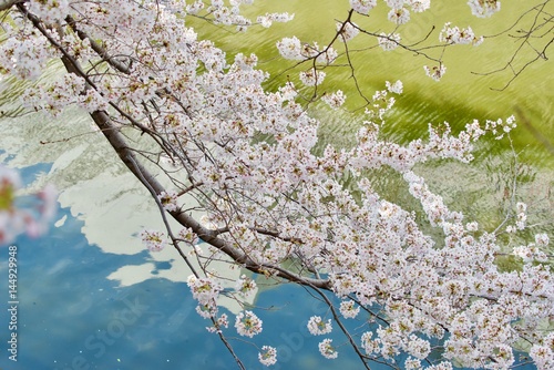 Tokyo  Meguro cherry blossom