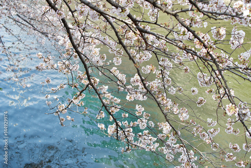 Tokyo  Meguro cherry blossom