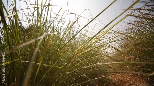  Vetiver grass in Lima, Peru, South America. HD resolution video footage photo