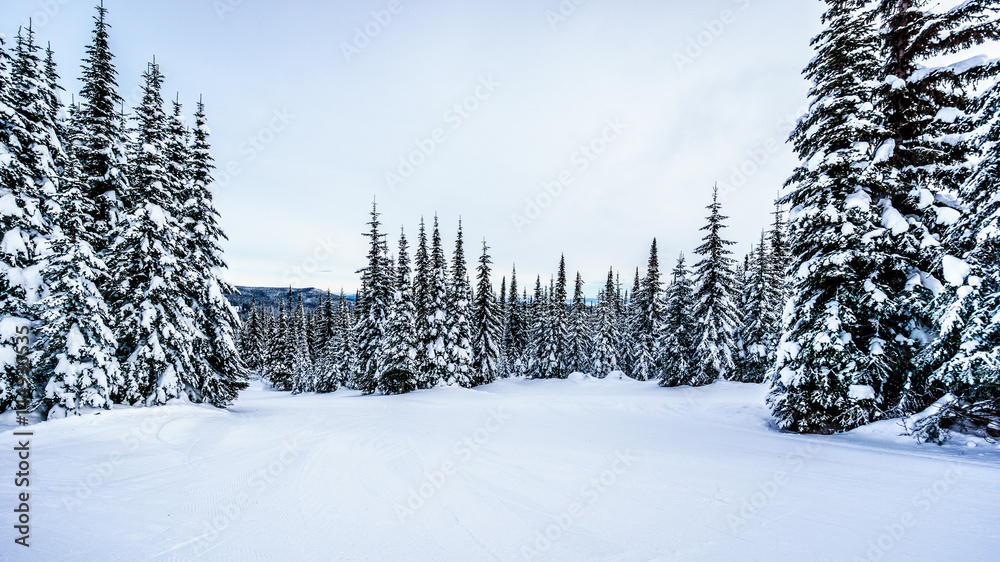 Obraz premium Snow covered trees in the winter landscape of the high alpine at the ski resort of Sun Peaks in the Shuswap Highlands of central British Columbia, Canada