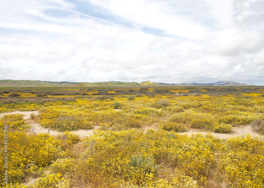 Meadow with yellow and white daisies and yellow flowers all the way to the horizon. Super bloom California. Light blue sky with clouds. Green and yellow hills in background.