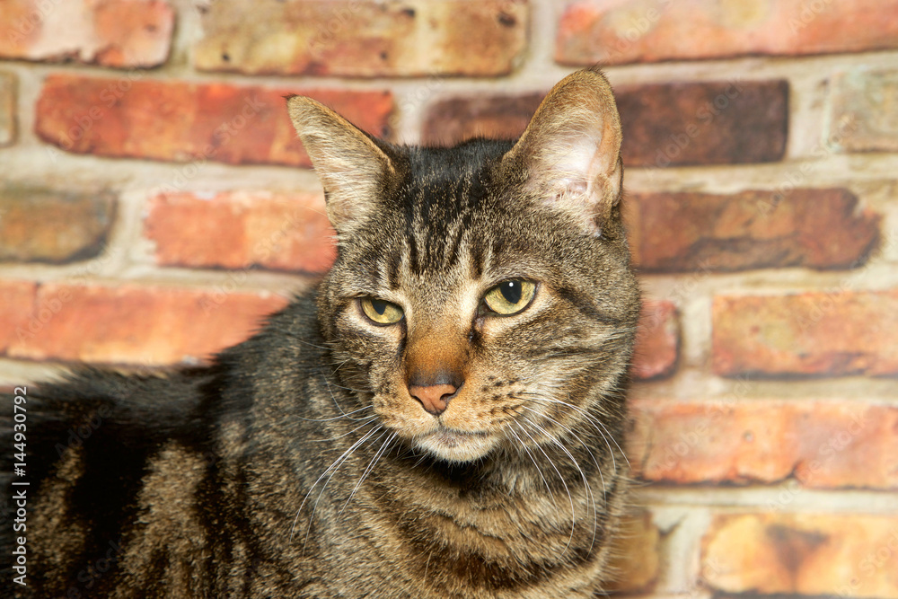 Portrait of a brown domestic tabby cat looking down and to viewers left with a perturbed expression on it's face, brick wall in the background.