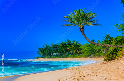 Fototapeta Naklejka Na Ścianę i Meble -  Palm tree hanging over a tropical lagoon beach