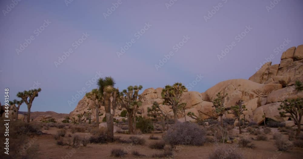 Joshua Tree National Park during sunrise time.