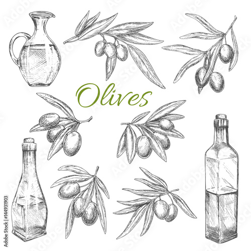 Olives vector sketch icons of olive oil product