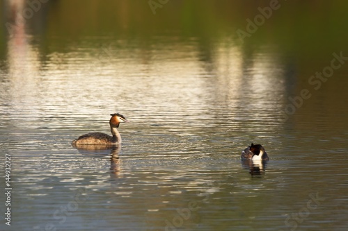Couple of great crested grebe podiceps cristatus male and female ducks doing courtship on water © remus20