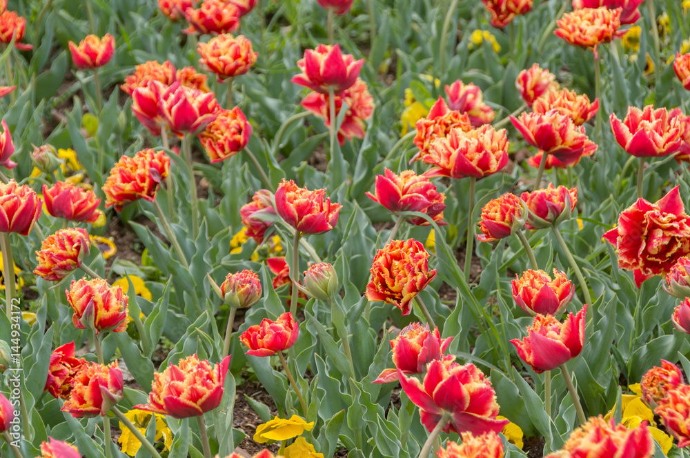 Colourful tulip flower, Tulip flower and green leaves background. Colourful tulip flower, Tulip flower and green leaves background.