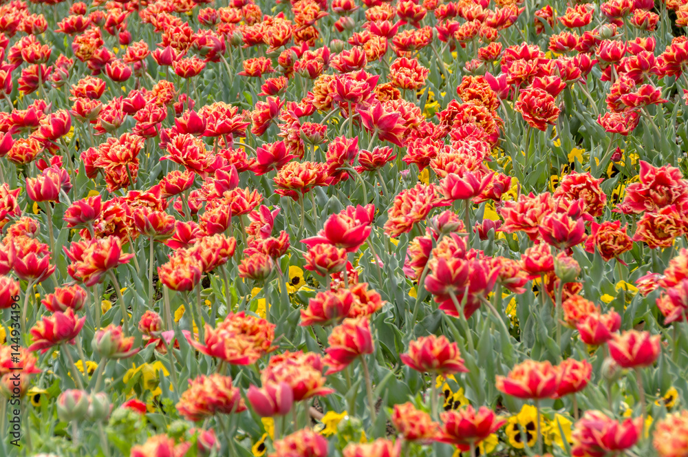 Colourful tulip flower, Tulip flower and green leaves background. Colourful tulip flower, Tulip flower and green leaves background.