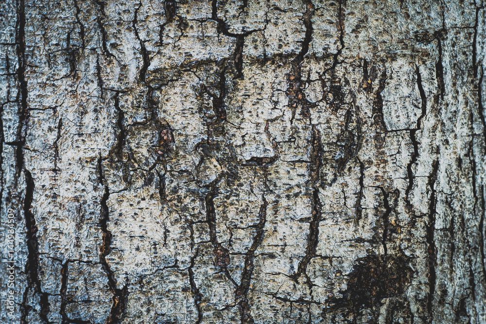 Fototapeta premium Tree bark texture background.
