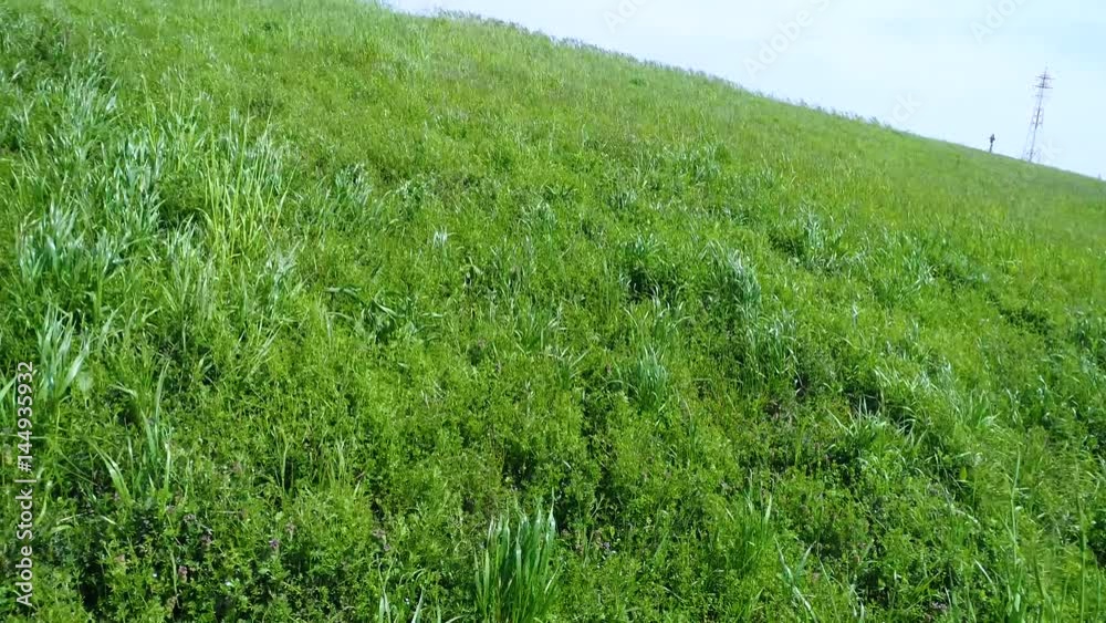 Scenery of grassy plants (30fps) Scenery of grassy plants (30fps)