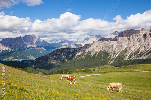 Cow on the alpine mountain hill pasture © Nickolay Khoroshkov