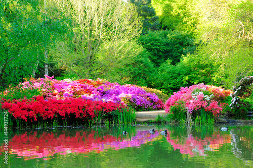 Fototapeta Piękne kwiaty i ich odbicie w ogrodzie Isabella w Richmond Park, Londyn