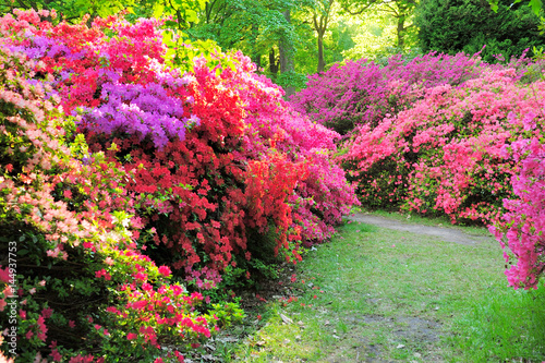 Beautiful flowers in Isabella garden in Richmond park, London photo