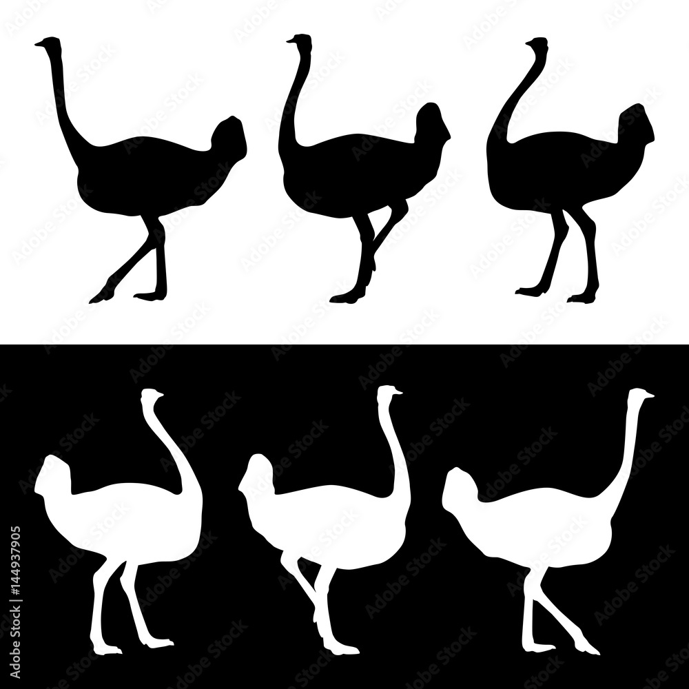 Naklejka premium Ostrich silhouettes