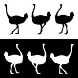 Ostrich silhouettes