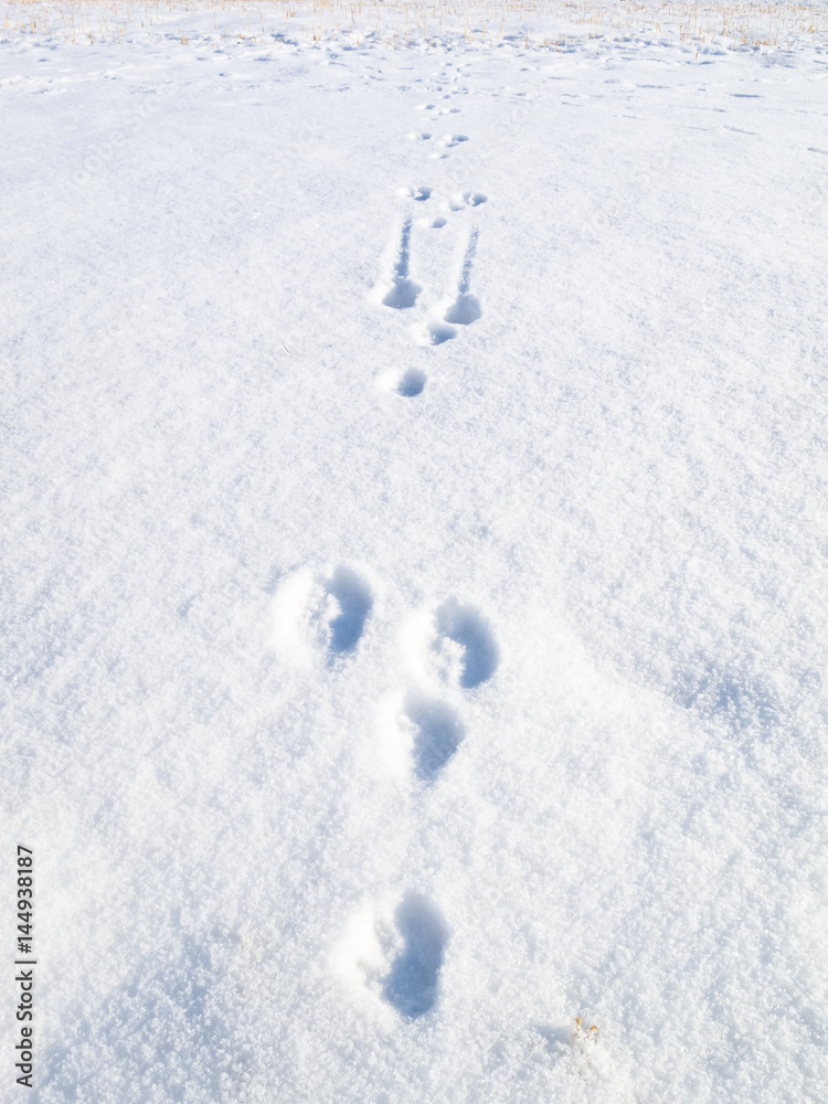 Rabbit tracks in the snow in the sunshine Rabbit tracks in the snow in the sunshine