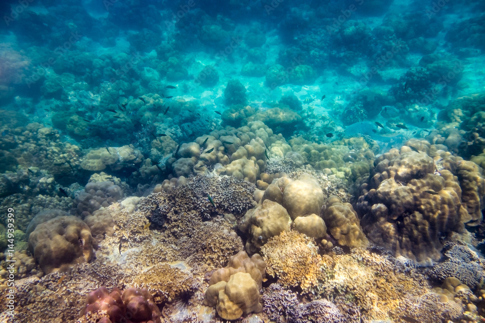 Beautiful coral reef and school fish in sunlight Beautiful coral reef and school fish in sunlight