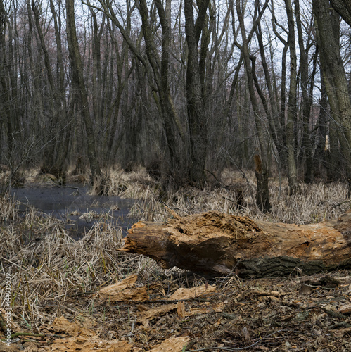 Wallpaper Mural Relict forest, alder red. A beautiful decorative plant with large leaves. Torontodigital.ca
