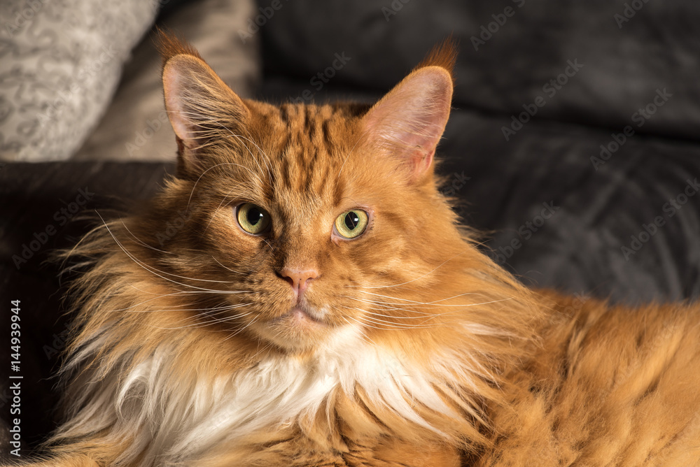 Portrait of a young maine coon male cat on grey couch
