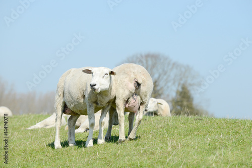 Sheep standing on meadow
