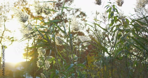 Wallpaper Mural Slow motion of cowtails in Branford, Connecticut.  Torontodigital.ca