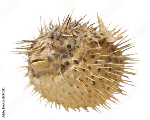 fish hedgehog with long needles on a white background