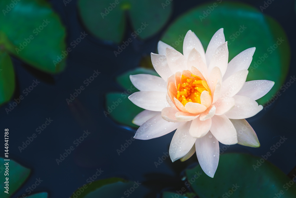 Lotus flower