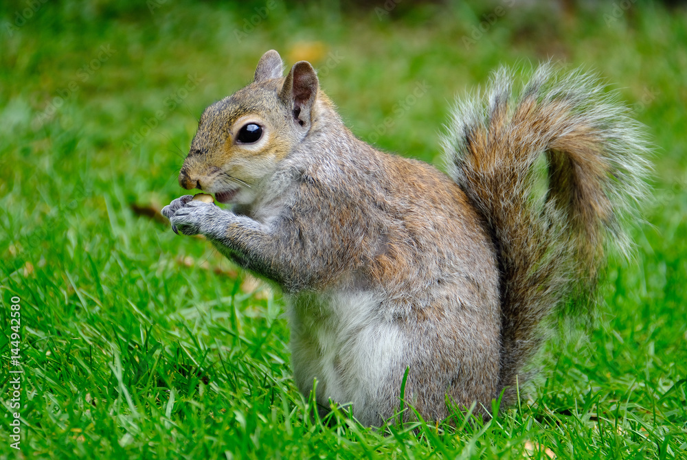 Grey squirrel feeding on peanuts on a house lawn. Grey squirrel feeding on peanuts on a house lawn.